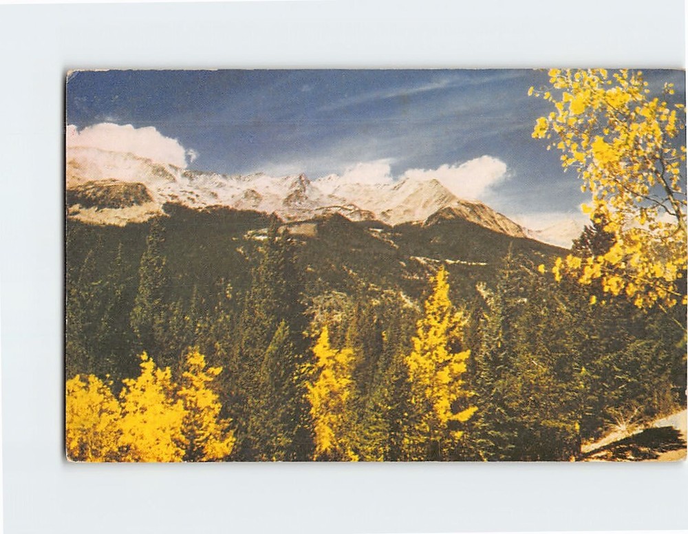 Postcard Aspens in Autumn Rocky Mountain National Park Colorado USA