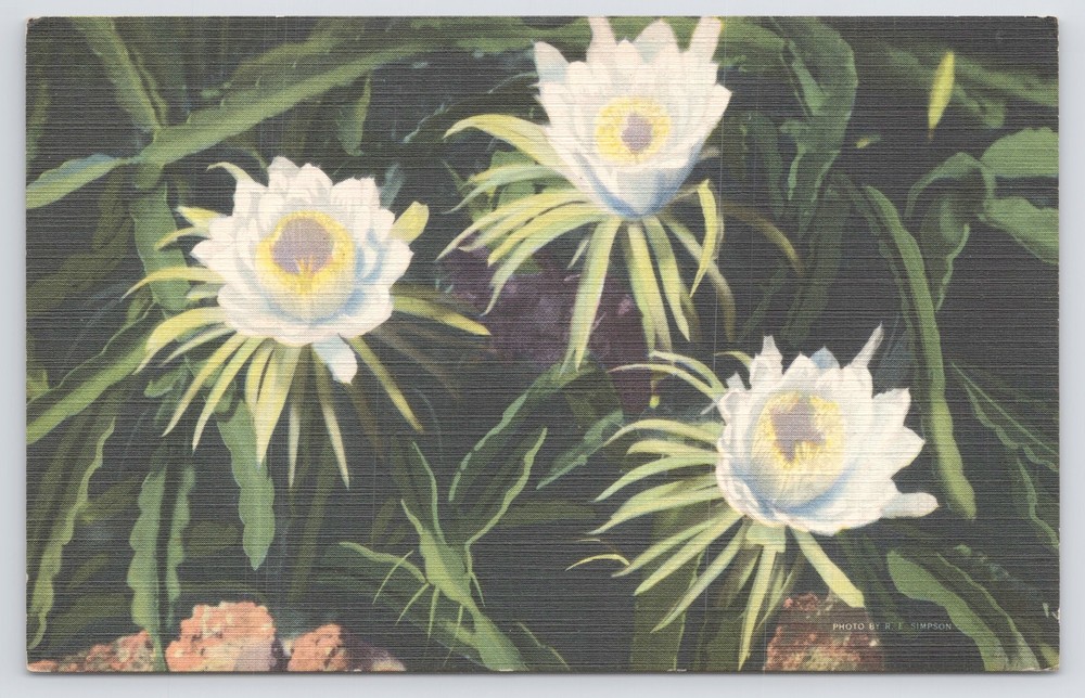 Linen~Night Blooming Cereus Flowers~Distributed By RE Simpson~Vintage Postcard
