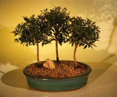 Brush Cherry Bonsai Flowering Tree 3 Forest Group Eugenia Myrtifolia  6