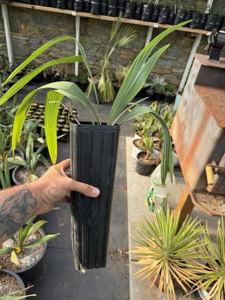Sabal Louisiana – Tall Tree Pot (3 Gallon Equivalent) Hardy Gulf Coast Palm