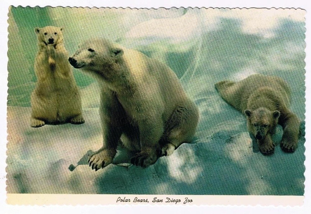California Postcard San Diego Zoo Polar Bears