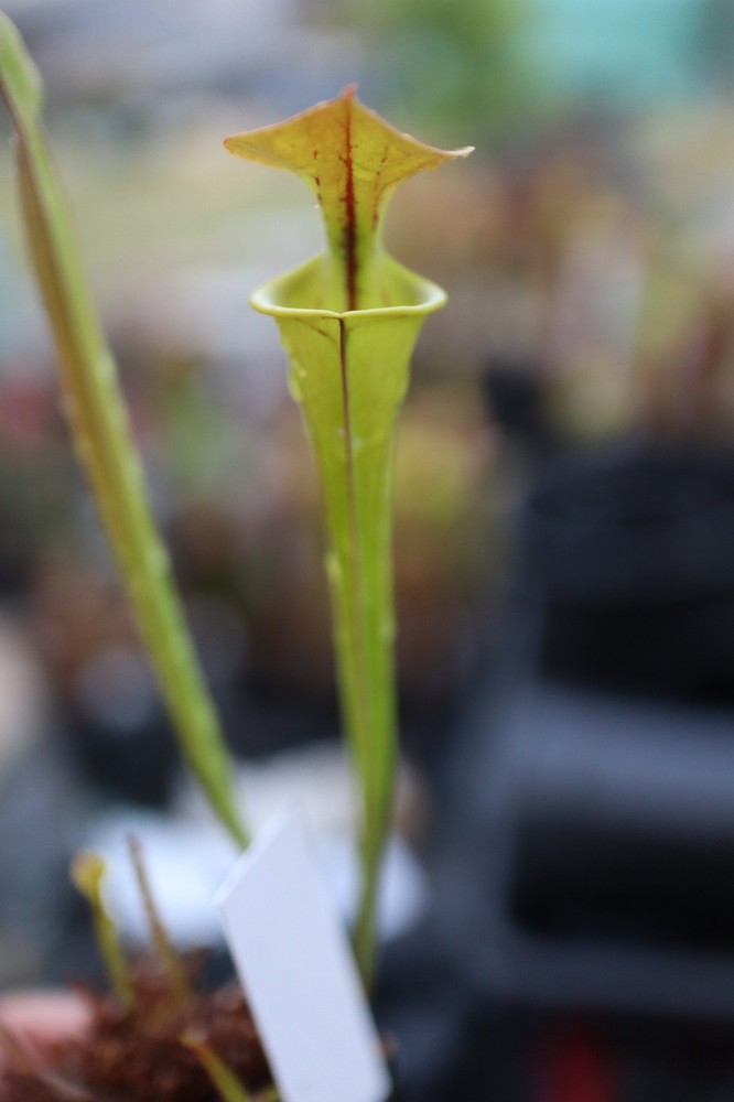 Sarracenia - 🔥🔥 Flava Cuprea (Brunswick Co, NC) (T9)