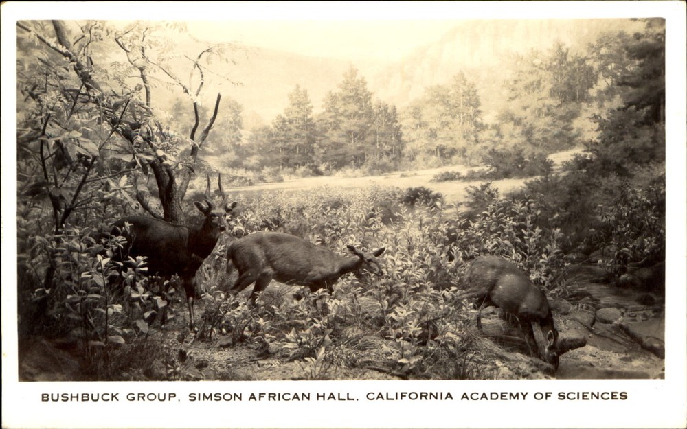 Bushbuck Antelope Group ~Simson African Hall ~California Academy of Science RPPC-image