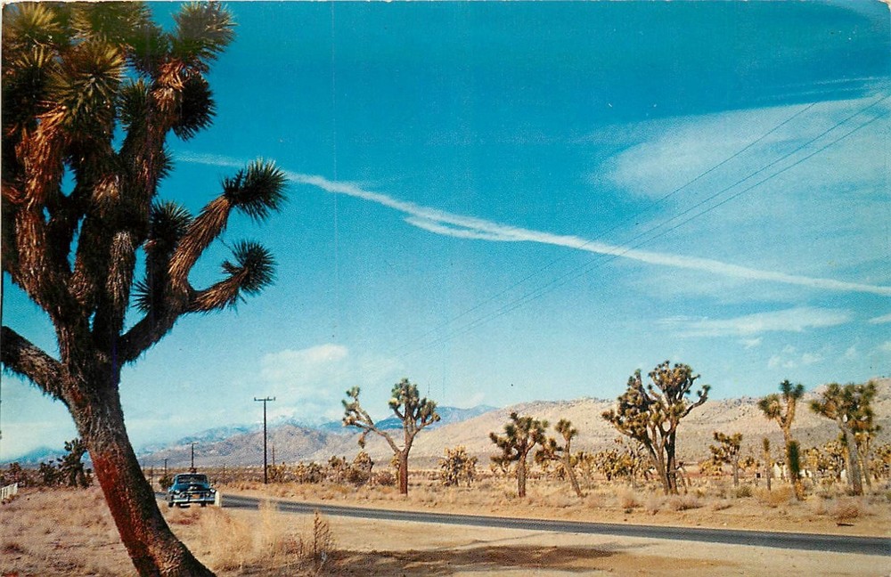 1950s Mohave Desert California Joshua Tree Forest Western Postcard 26-3703