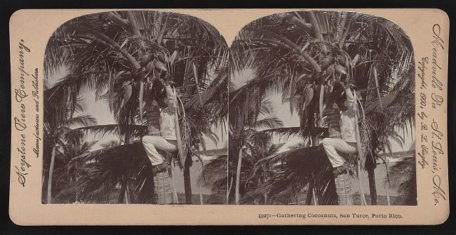 Photo:San Turce Porto Rico 1901 Gathering Coconuts in Palm Trees