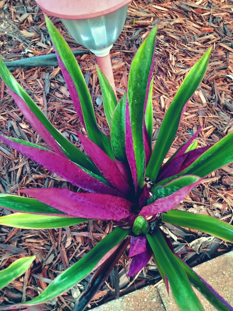 Oyster Plant - Moses in the Cradle - Tradescantia Spathacea