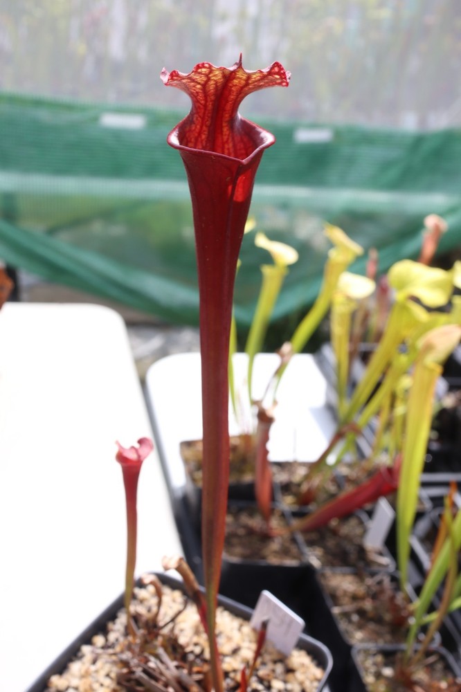 Sarracenia - 🔥🔥 Leah Wilkerson x (Wizzleberry Toad x Saxapahaw) Best 🔥🔥