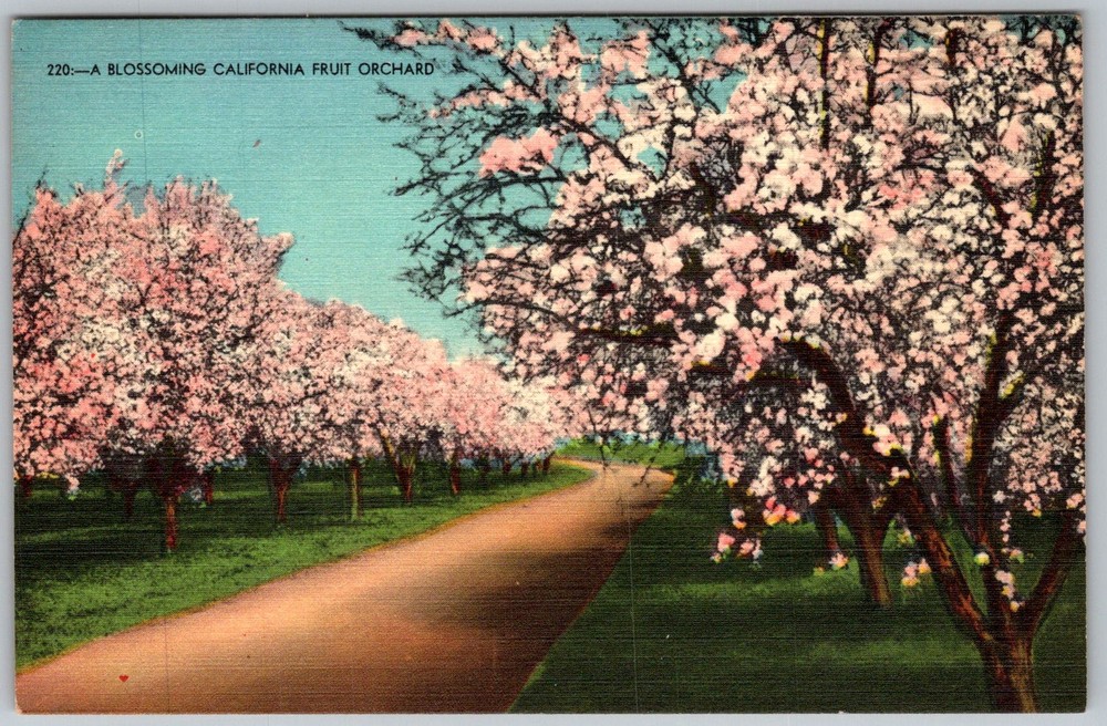 Vtg Linen Postcard Blossoming Fruit Orchard California, US 1930s