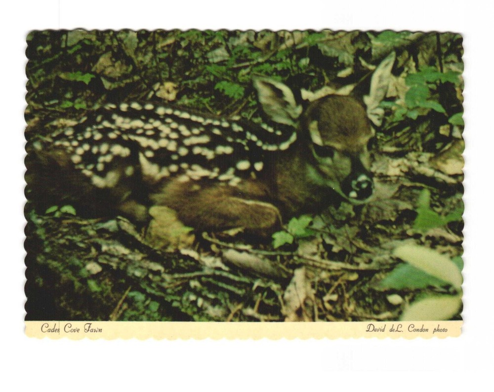 Cades Cove FAWN Vintage postcard unposted Great Smoky Mountains National Park
