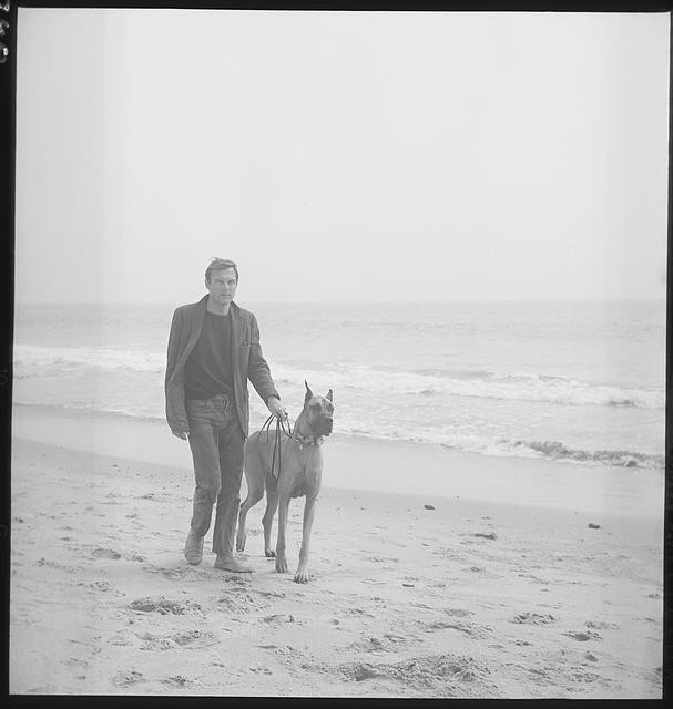 Photo:Batman Adam West 1960s Beach Dog Walk TV Show