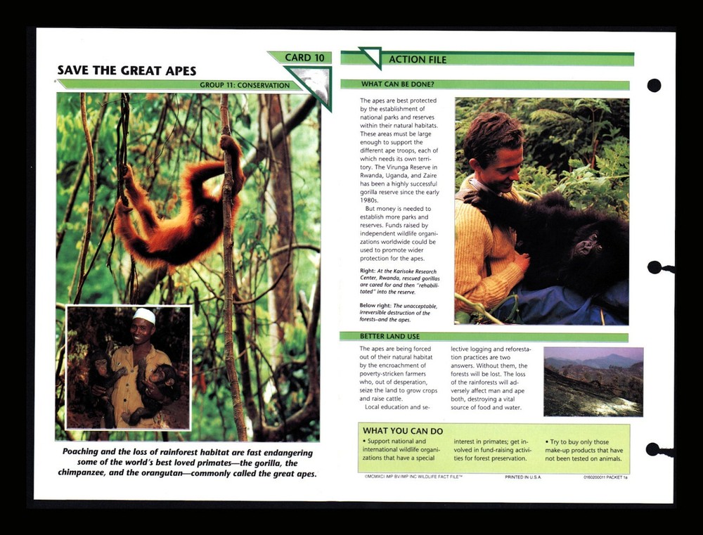 Save Great Apes Wildlife Conservation Fact Cards for Homeschool Education 11.10