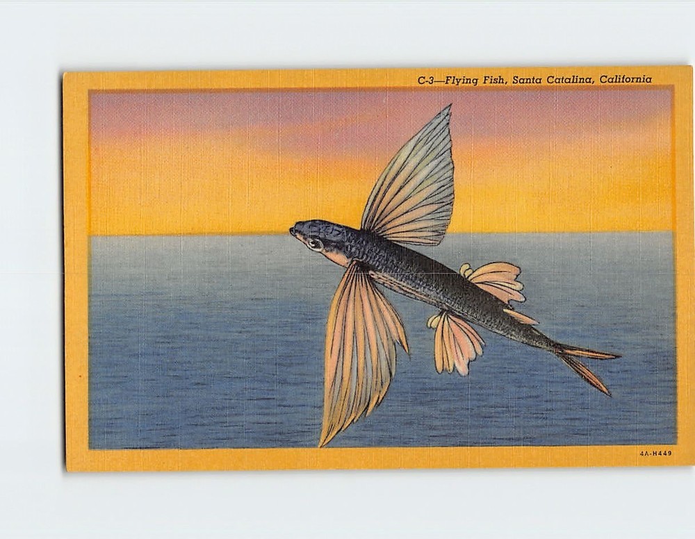 Postcard Flying Fish Santa Catalina California USA