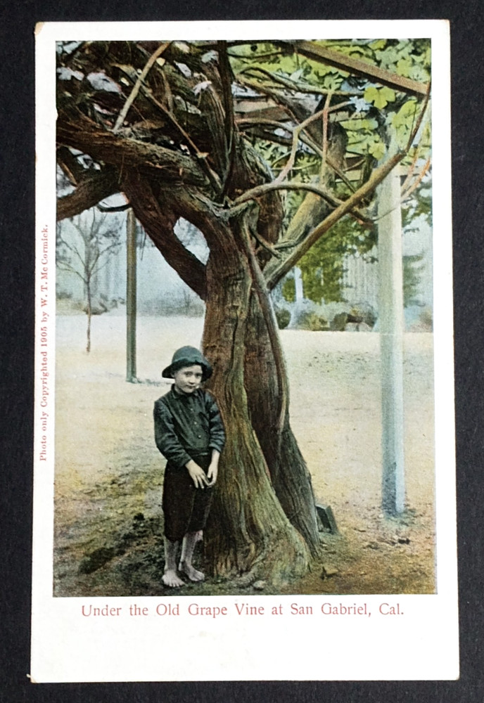 Child Under the Old Grape Vine Postcard c1905 San Gabriel California CA Wine UNP