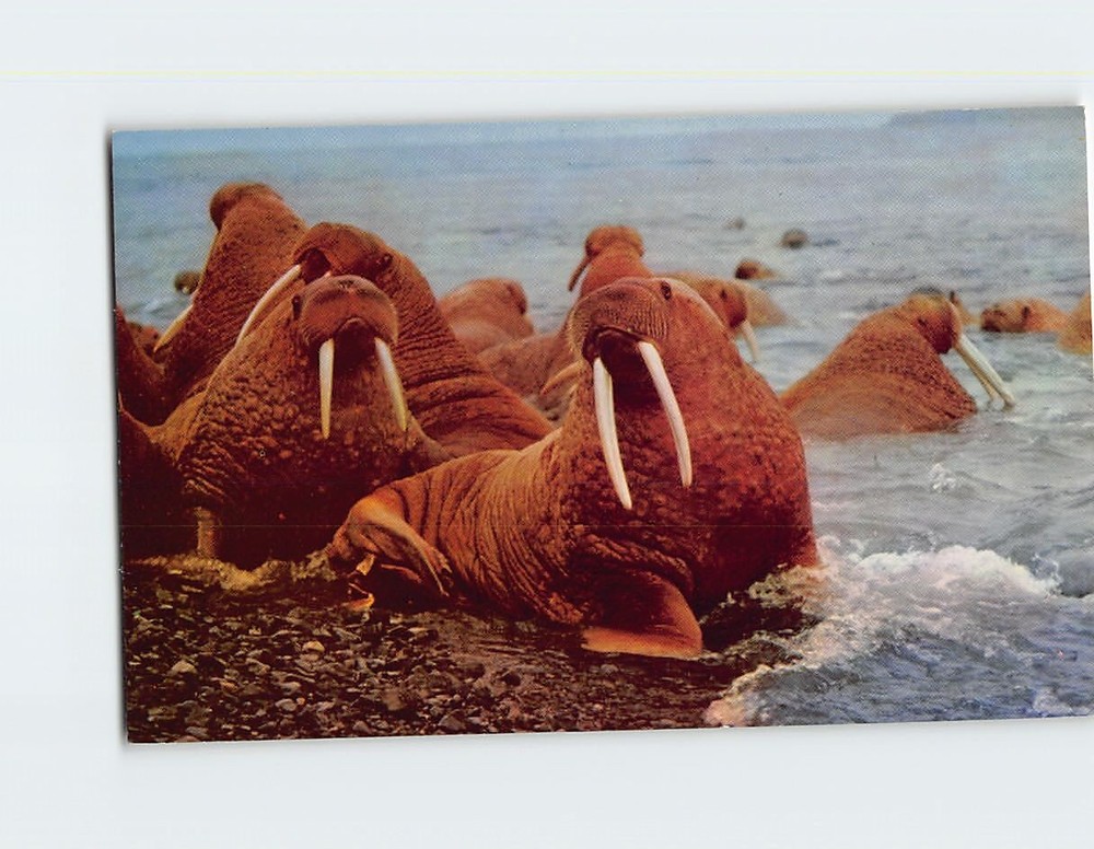 Postcard Walrus In Alaska USA