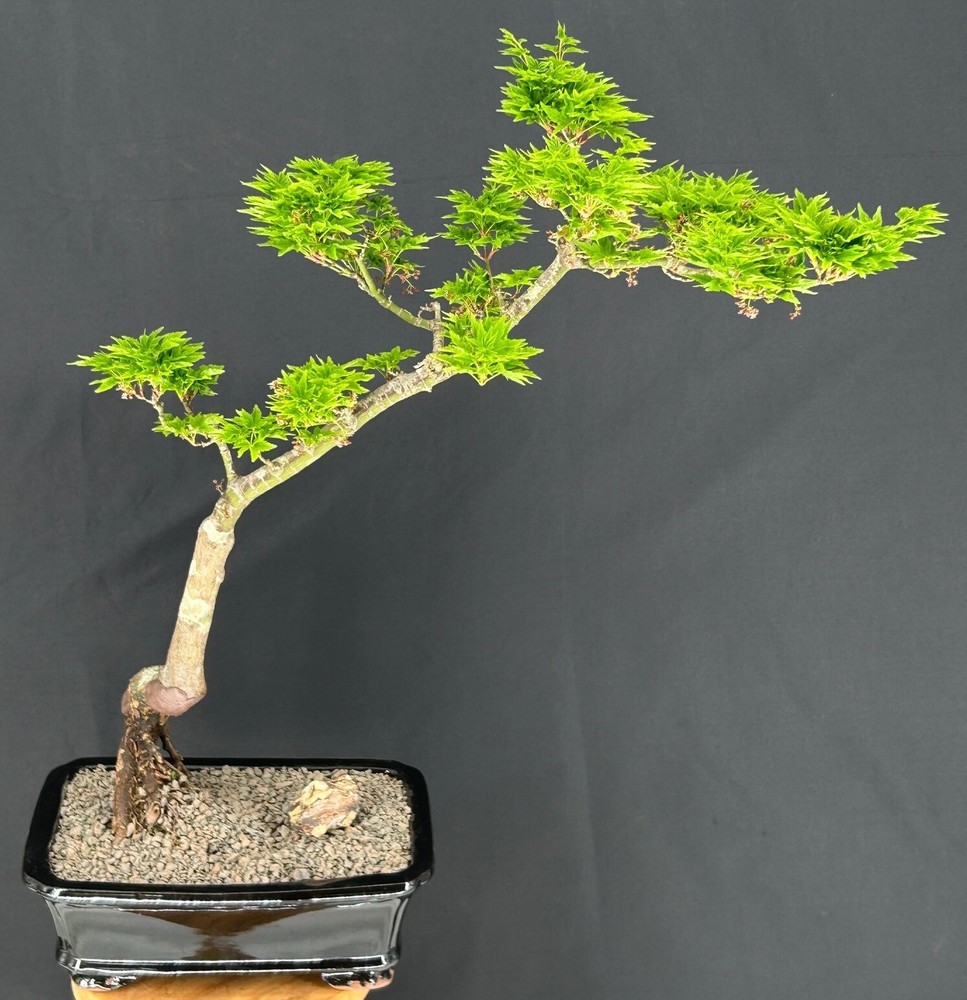 Slanting Shishigashira Japanese Maple Bonsai Tree 23 Inches Tall Outdoor Acer Palmatum for Garden-image