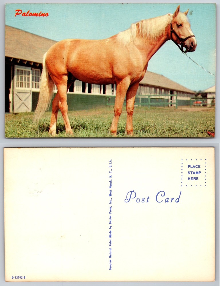 Palomino Horse Stable View Postcard