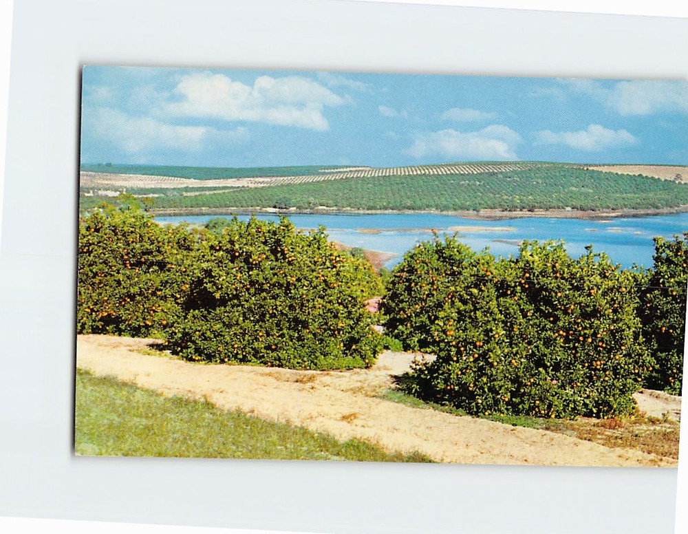Postcard Orange Groves in Florida USA