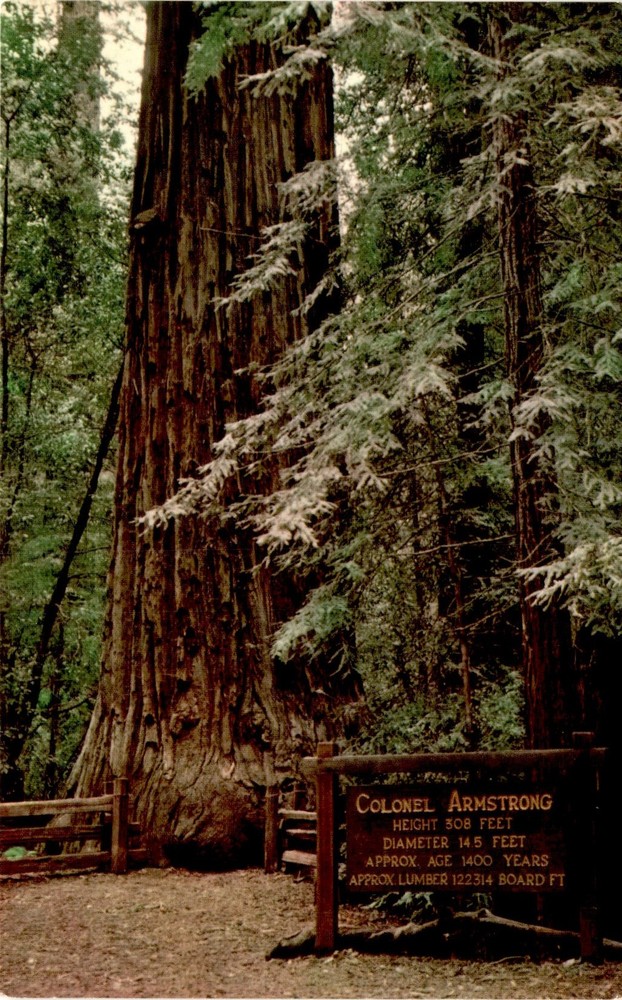 COLONEL ARMSTRONG, Guerneville, California, Armstrong Grove, Russian Postcard