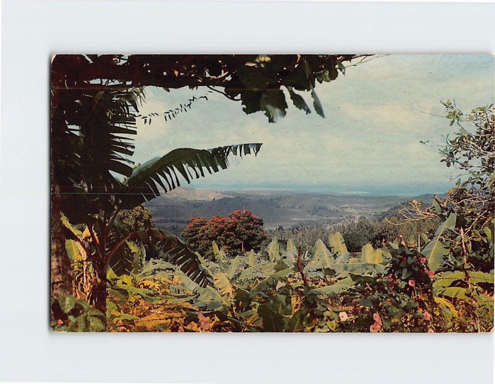Postcard View from the Tropical Rain Forest El Yunque Palmer Puerto Rico