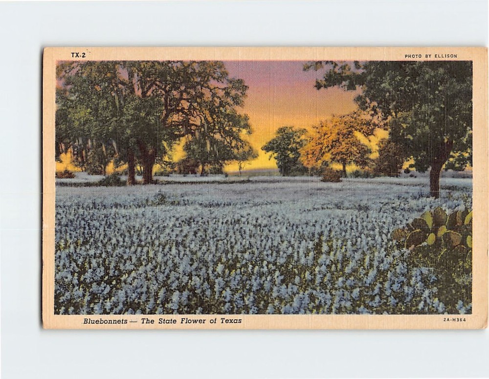 Postcard Bluebonnets State Flower of Texas USA