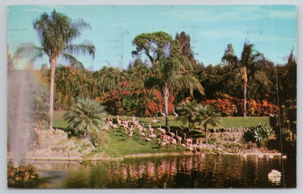 Vintage Flamingos Postcard Parrot Jungle Miami Florida 1968 Posted Koppel