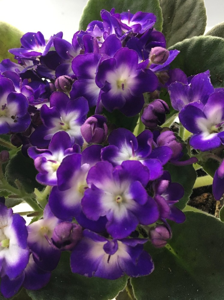 African Violet Plant- 