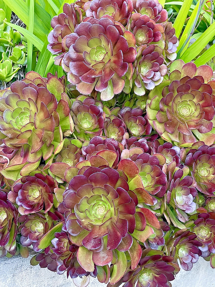Aeonium Succulent 3-4 Inch Rare Live Plant Unrooted Cutting + Bonus Gift Plant