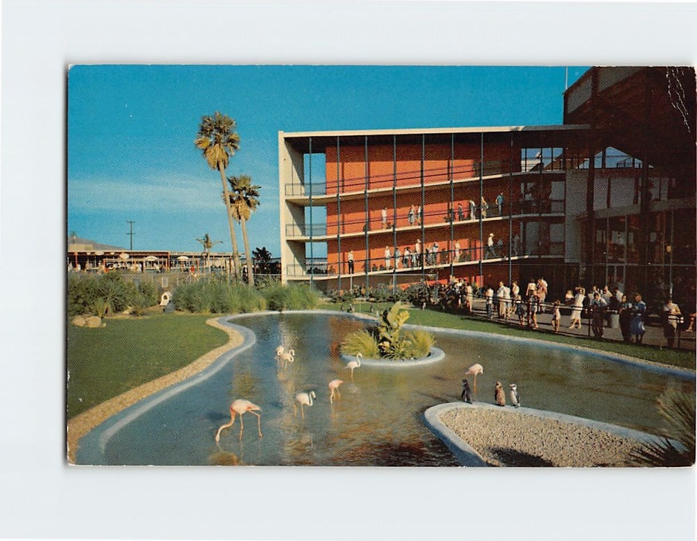 Postcard Flamingo & penguin Pool Marineland Of Pacific Los Angeles California