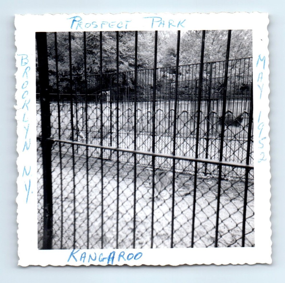 Old Vintage Square Photo PROSPECT PARK KANGAROO EXHIBIT BROOKLYN NEW YORK ZOO