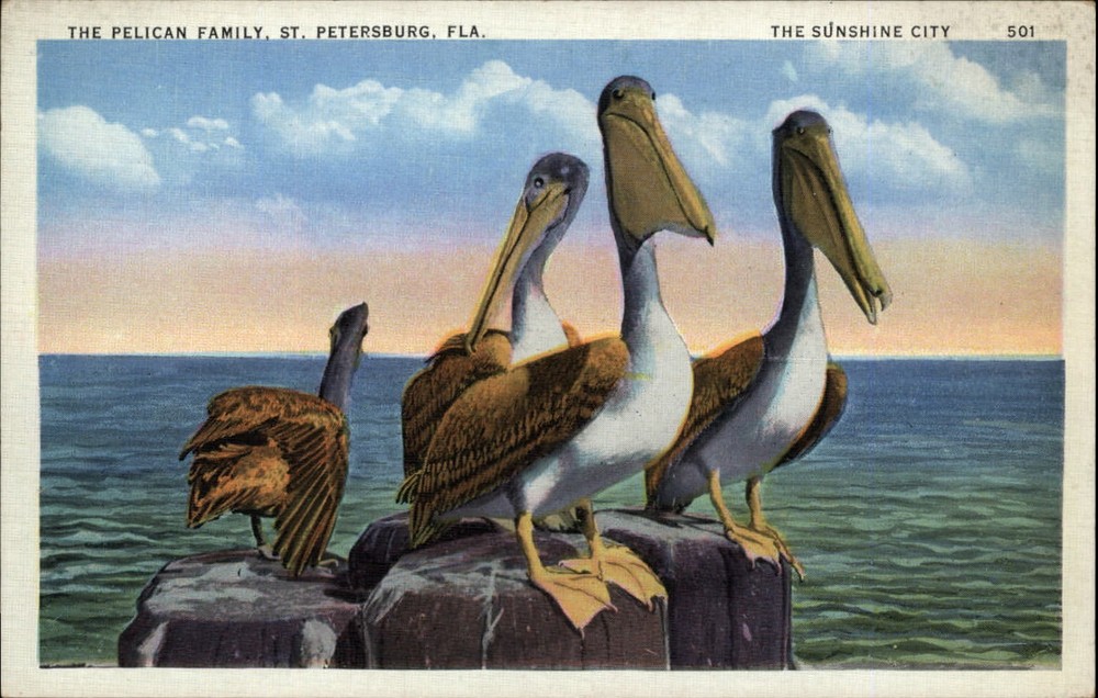 St Petersburg Florida Pelicans perched on logs 1930s vintage linen postcard