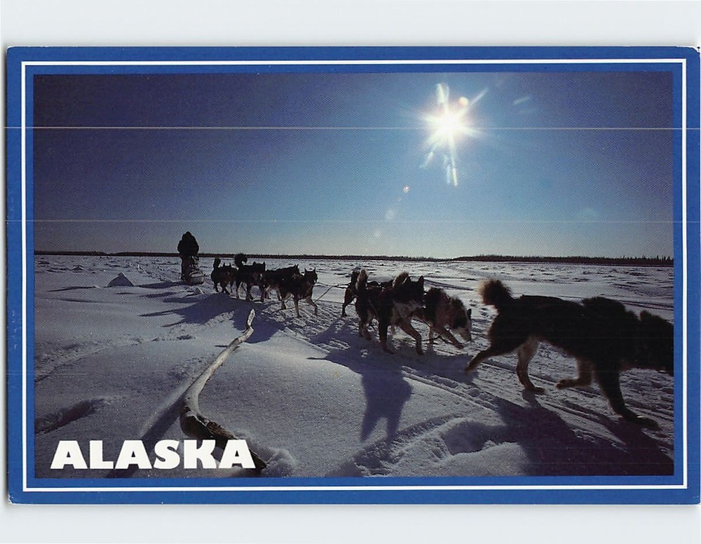 Postcard Arctic Alaska Sled Dog Team USA