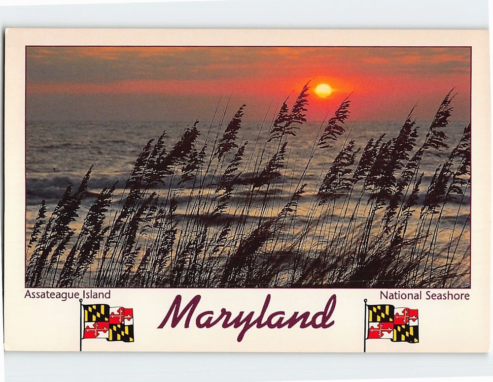 Postcard Assateague Island National Seashore Maryland