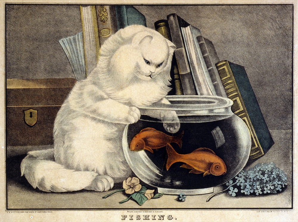 Decor Fish & Cat Poster. Fine Graphic Art. Fishing. Home Wall Design. 1101