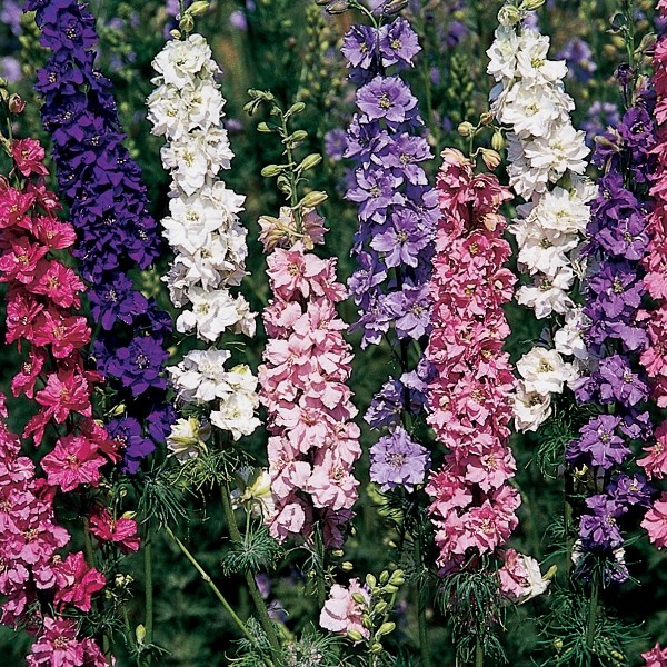 Imperial Rocket Larkspur Mix, Delphinium consolida, Variety Sizes, FREE SHIPPING