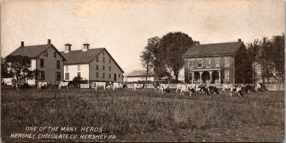 Dr Jim Stamps Hershey Chocolate Co. Vintage Postcard One of the Many Herds PA