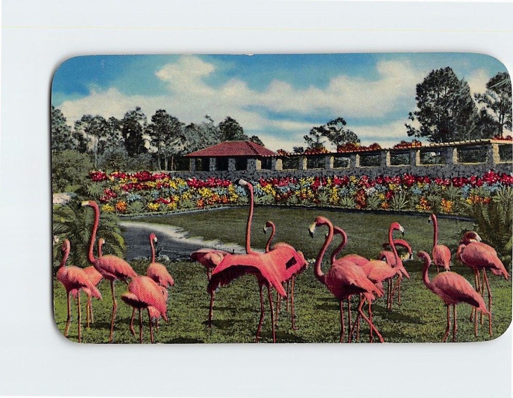 Postcard Flamingos Parrot Jungle Miami Florida USA