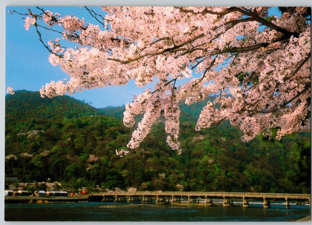 Japan Arashiyama Kyoto Ohi River Cherry Blossoms Unposted Asahi Postcard