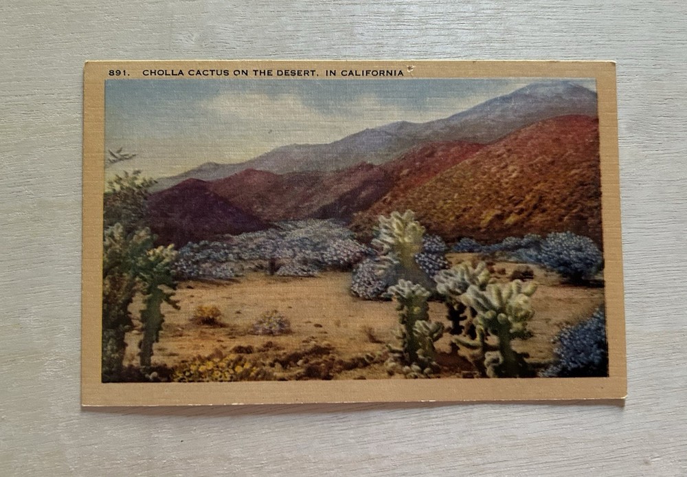 Vintage Postcard Cholla Cactus On The Desert, California