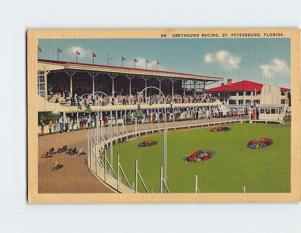 Postcard Greyhound Racing St. Petersburg Florida USA