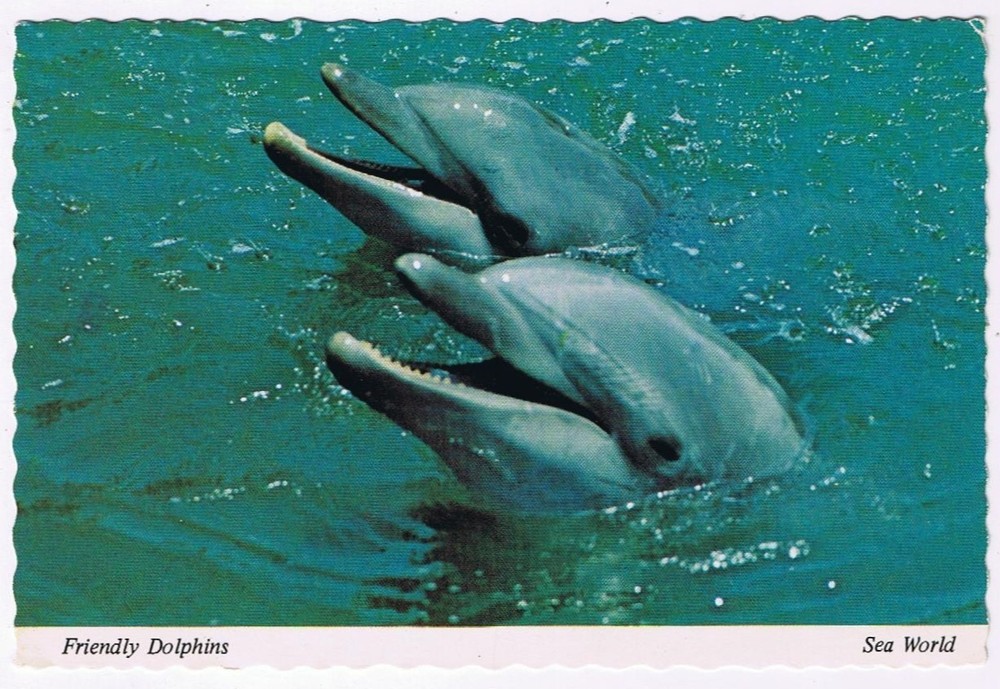 Postcard Shamu Killer Whale Sea World San Diego California