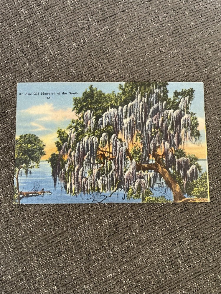 Linen Postcards Florida~ Age Old Monarch Of The South- Giant Florida Live Oak