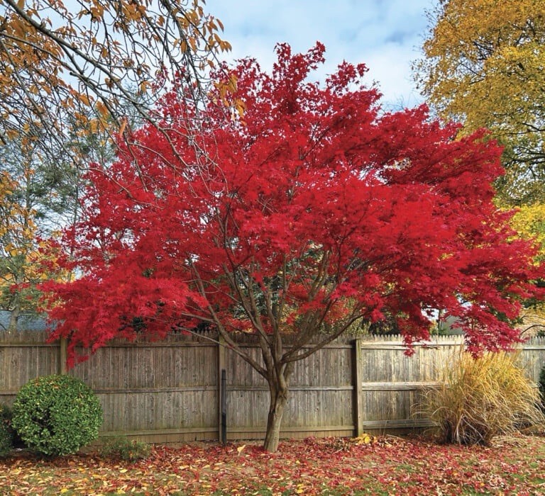 Japanese Maple Tree Acer Palmatum “Moonfire” Live Tree Outdoor Ornamental-image