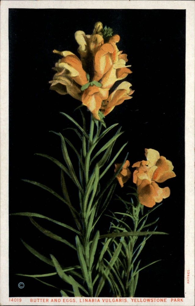 Large Snapdragon Linaria Vulgaris Yellowstone Natl Park Wyoming ~ 1920s postcard