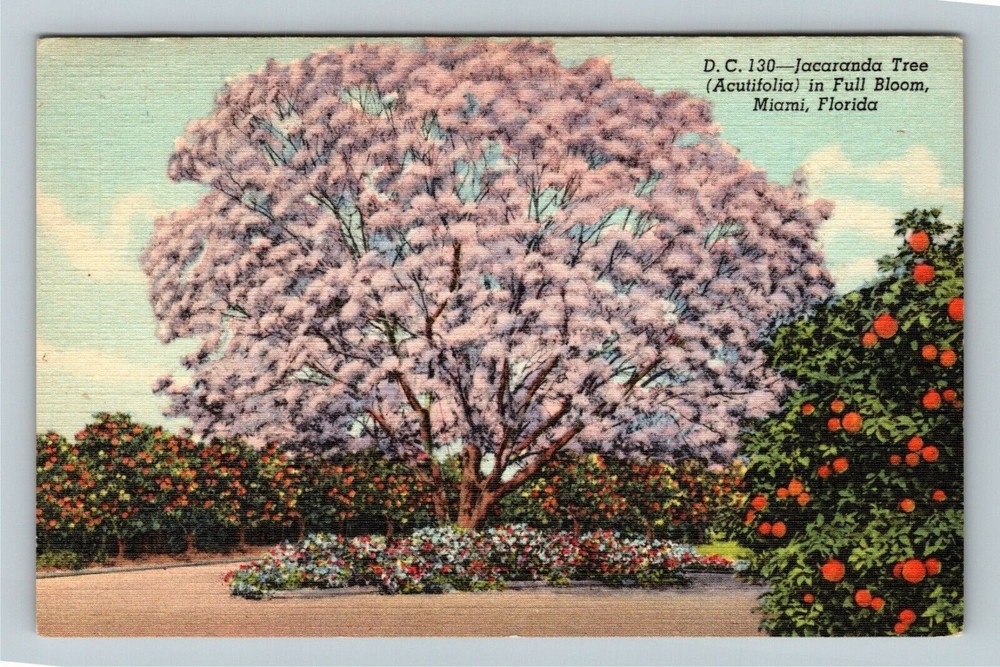 Miami FL-Florida, Jacaranda Tree In Full Bloom Vintage Souvenir Postcard