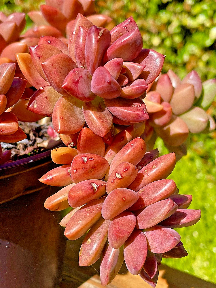 Rare Succulent Graptosedum Alpenglow Bronze Live Plant 2-Inch 1-Head Cutting