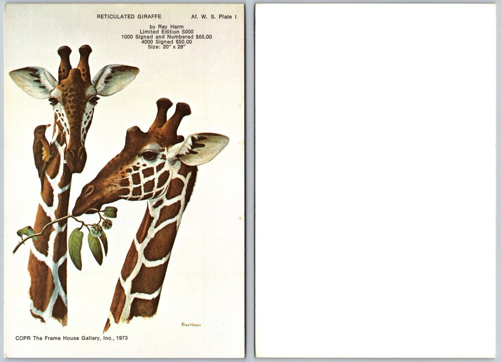 Continental Reticulated Giraffe Postcard
