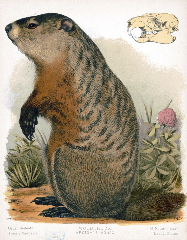 9594.Decoration Poster.Room Wall art.Home decor.Woodchuck.Science.Nature artwork