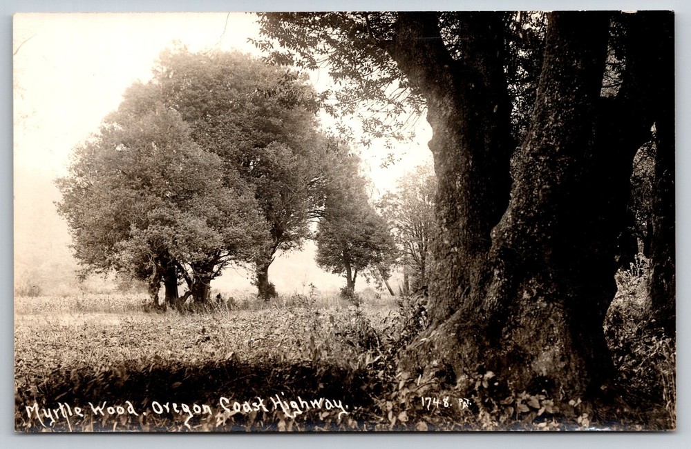 RPPC~OR~Myrtle Wood View Along Oregon Coast Highway~B&W~Real Photo Postcard