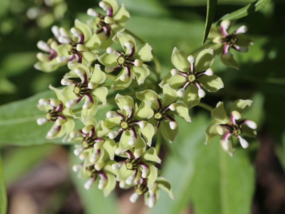 Spider aka Green Milkweed Wildflower Seeds - Asclepias viridis - FR