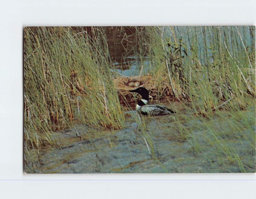 Postcard The Loon by it's Nest State Bird of Minnesota USA